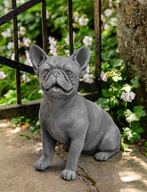 Photo of Campania Frenchie - Exclusively Campania